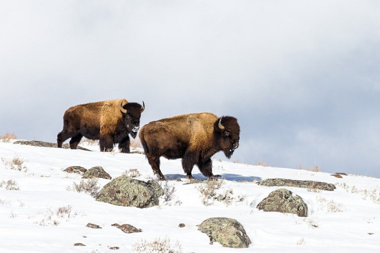 43 Yellowstone NP, bizons.jpg